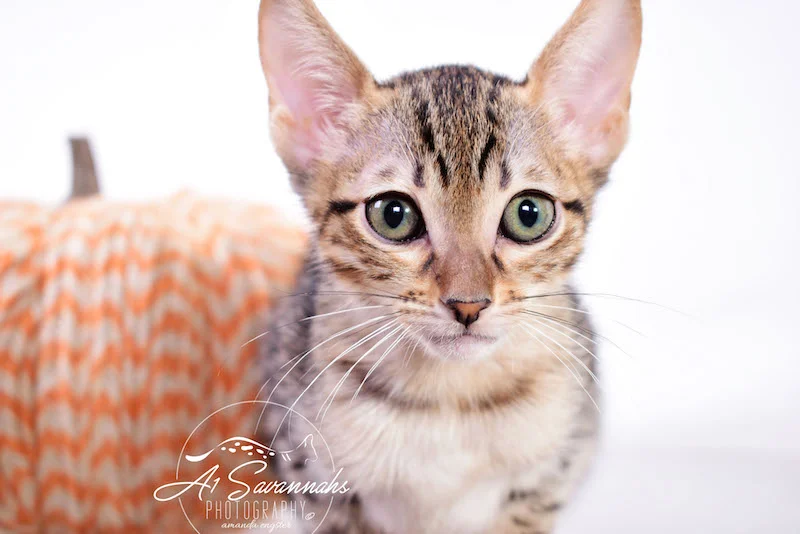 A1 Savannahs Sage is an SBT Savannah Kitten 
