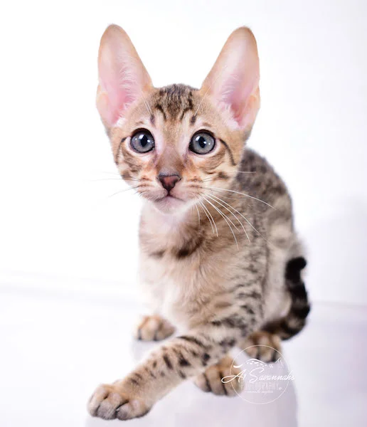 Copy of A1 Savannahs Shyon is a Male SBT Savannah Kitten - Savannah Kittens and Cats Available