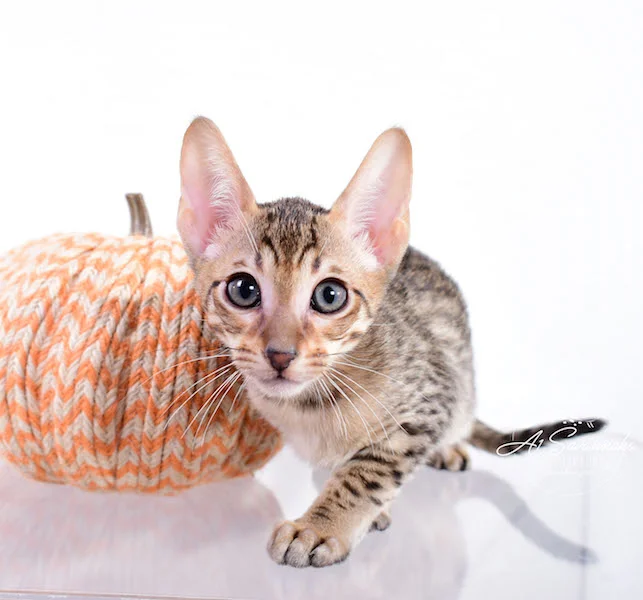 Copy of A1 Savannahs Shyon is a Male SBT Savannah Kitten - Savannah Kittens and Cats Available