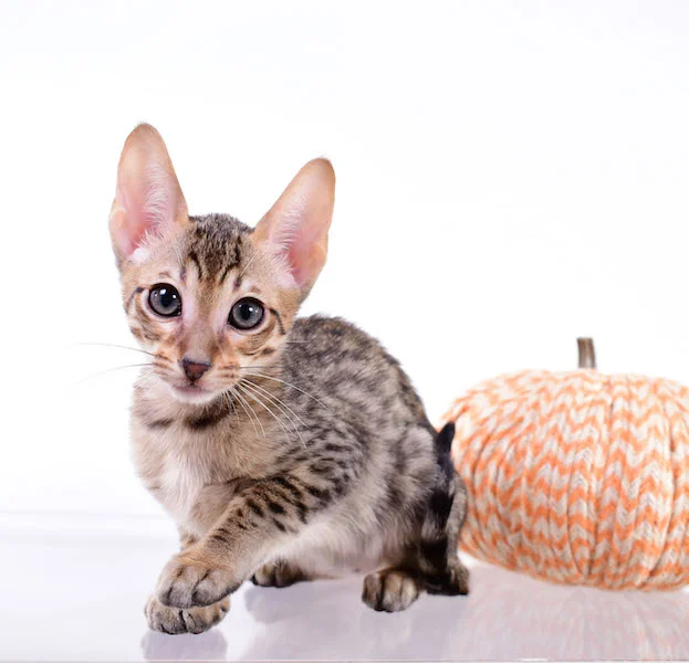 Copy of A1 Savannahs Shyon is a Male SBT Savannah Kitten - Savannah Kittens and Cats Available