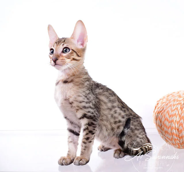 Copy of A1 Savannahs Shyon is a Male SBT Savannah Kitten - Savannah Kittens and Cats Available