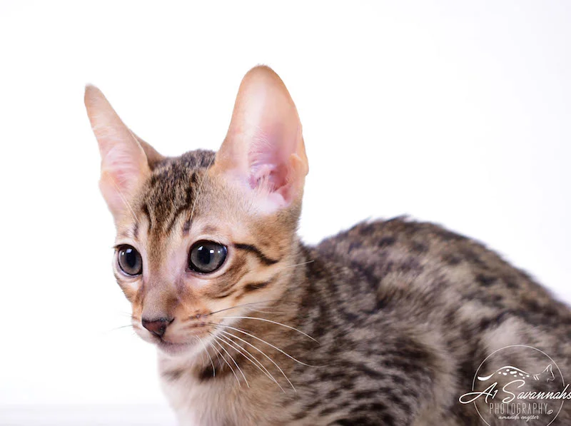 Copy of A1 Savannahs Shyon is a Male SBT Savannah Kitten - Savannah Kittens and Cats Available