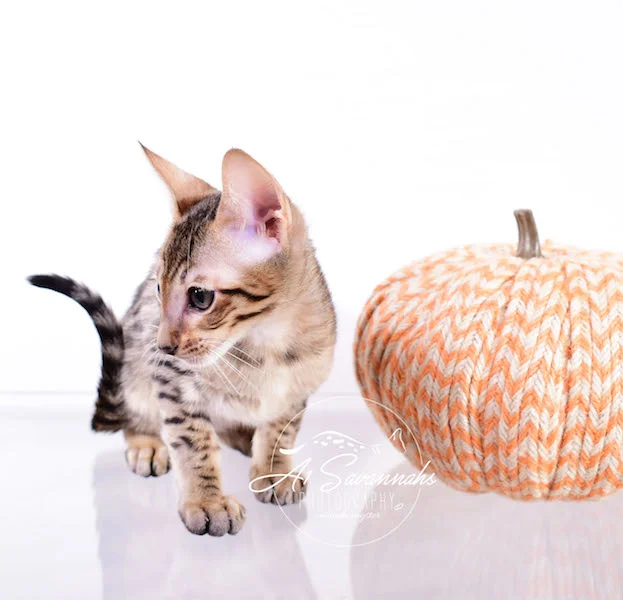 Copy of A1 Savannahs Shyon is a Male SBT Savannah Kitten - Savannah Kittens and Cats Available