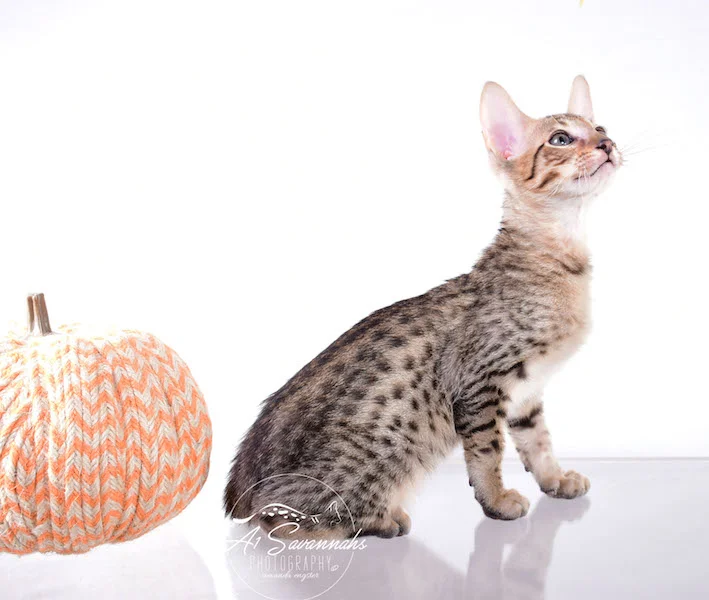 Copy of A1 Savannahs Shyon is a Male SBT Savannah Kitten - Savannah Kittens and Cats Available