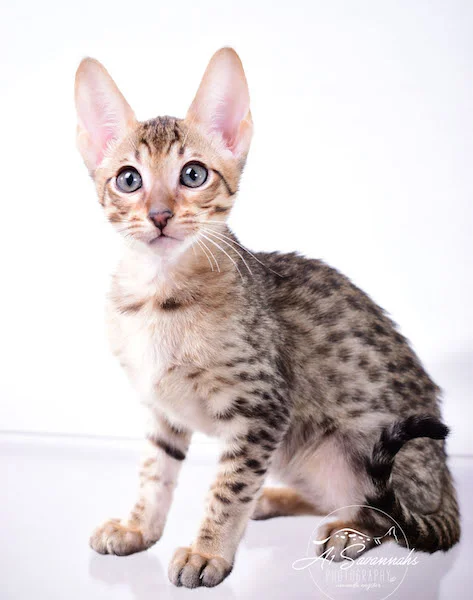 Copy of A1 Savannahs Shyon is a Male SBT Savannah Kitten - Savannah Kittens and Cats Available
