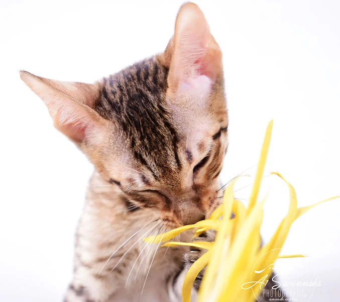 Copy of A1 Savannahs Shyon is a Male SBT Savannah Kitten - Savannah Kittens and Cats Available