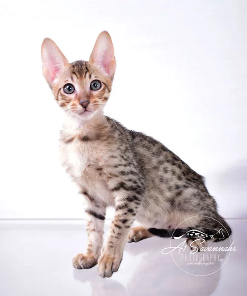 Copy of A1 Savannahs Shyon is a Male SBT Savannah Kitten - Savannah Kittens and Cats Available