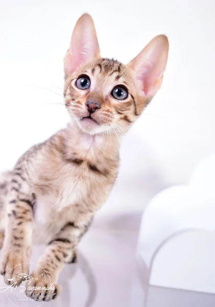 Copy of A1 Savannahs Shyon is a Male SBT Savannah Kitten - Savannah Kittens and Cats Available