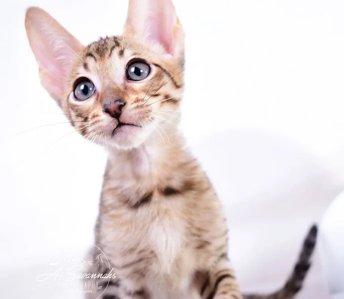 Copy of A1 Savannahs Shyon is a Male SBT Savannah Kitten - Savannah Kittens and Cats Available