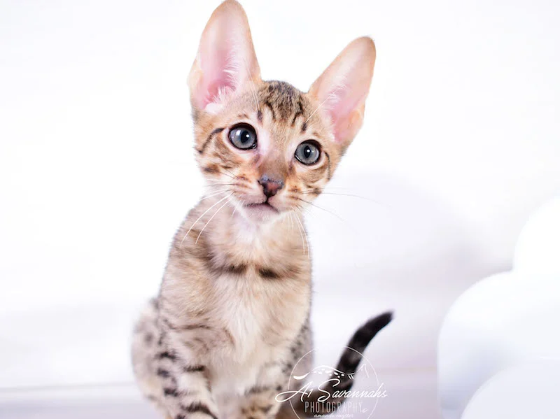 Copy of A1 Savannahs Shyon is a Male SBT Savannah Kitten - Savannah Kittens and Cats Available