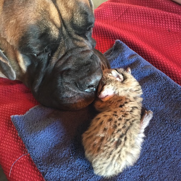 A1 Savannahs Savannah Cat Sleeping