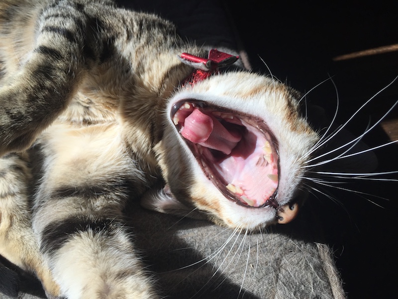 A1 Savannahs Savannah Cat Yawning
