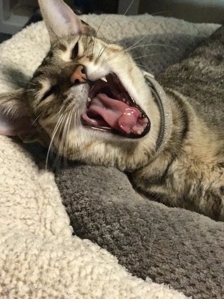 A1 Savannahs Savannah Cat Yawning