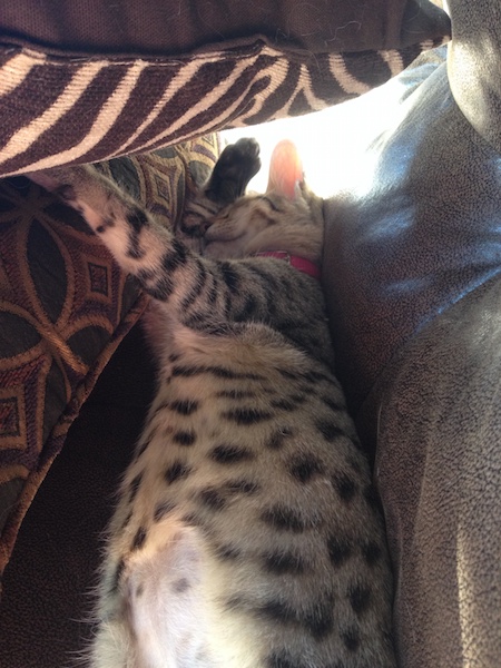 A1 Savannahs Savannah Cat Sleeping