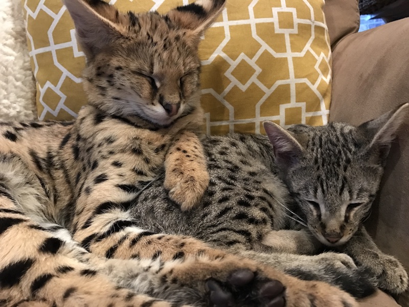 A1 Savannahs Savannah Cat Sleeping