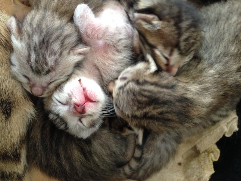 A1 Savannahs Savannah Cat Sleeping