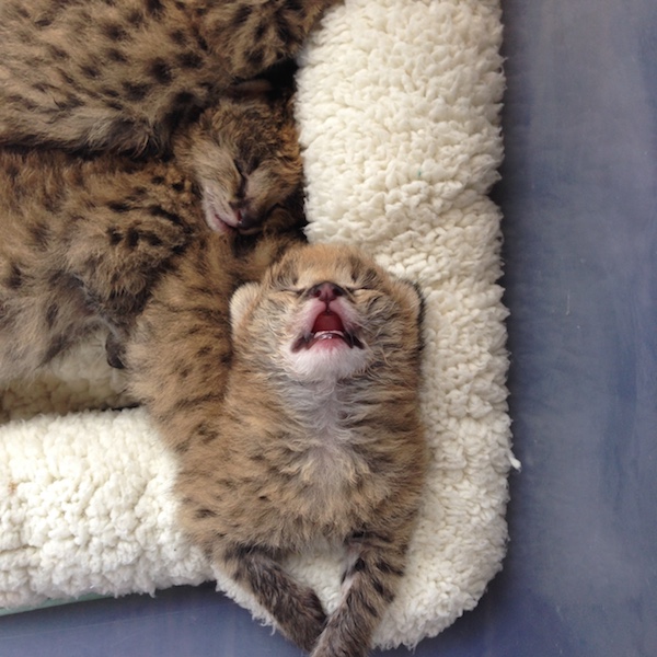 A1 Savannahs Serval Sleeping