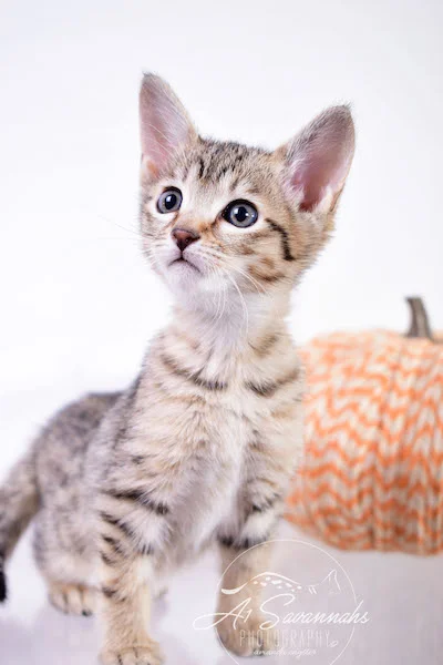 Calina is an SBT Female Savannah Kitten - A1Savannahs Kittens and Cats