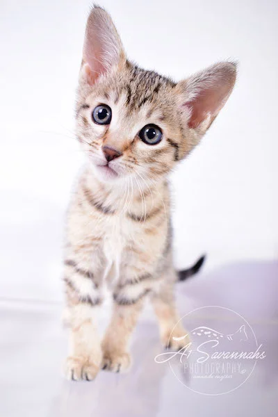 Calina is an SBT Female Savannah Kitten - A1Savannahs Kittens and Cats