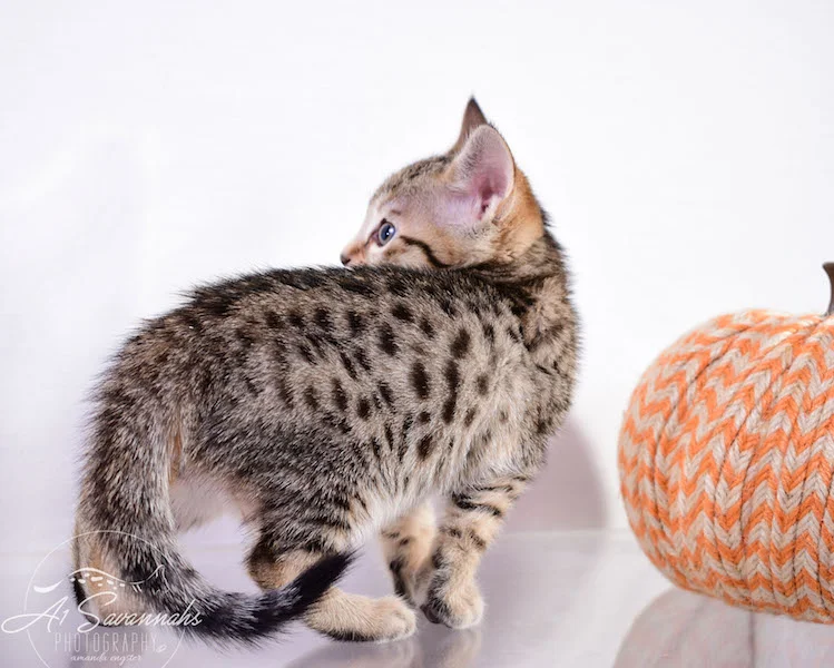 Calina is an SBT Female Savannah Kitten - A1Savannahs Kittens and Cats