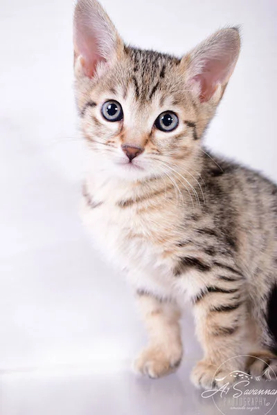 Calina is an SBT Female Savannah Kitten - A1Savannahs Kittens and Cats