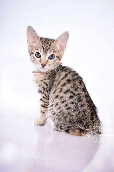 Calina is an SBT Female Savannah Kitten - A1Savannahs Kittens and Cats