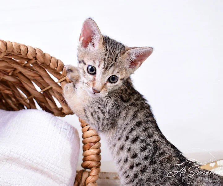 Calina is an SBT Female Savannah Kitten - A1Savannahs Kittens and Cats
