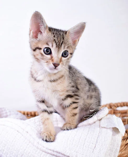 Calina is an SBT Female Savannah Kitten - A1Savannahs Kittens and Cats