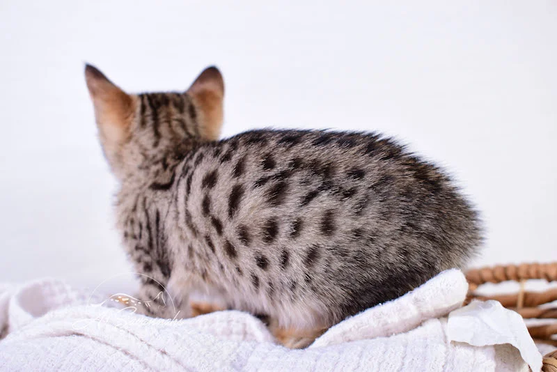 Calina is an SBT Female Savannah Kitten - A1Savannahs Kittens and Cats