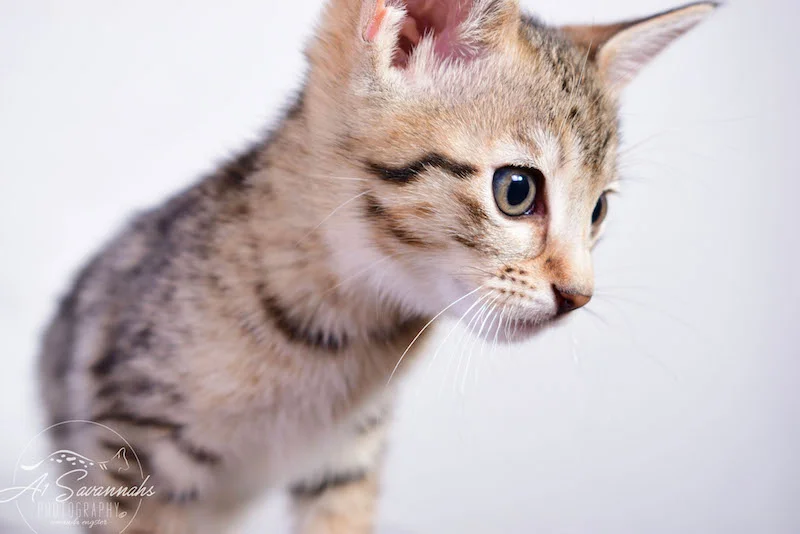 Calina is an SBT Female Savannah Kitten - A1Savannahs Kittens and Cats