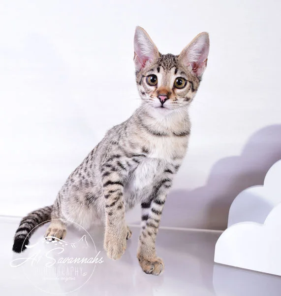 Dior - A1Savannahs F2 Savannah Female - Available Savannah Kittens and Cats