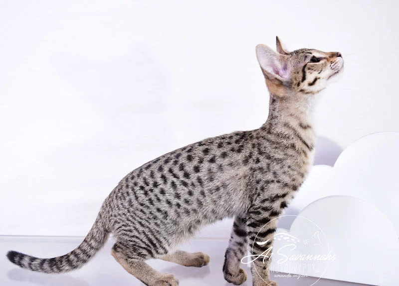 Dior - A1Savannahs F2 Savannah Female - Available Savannah Kittens and Cats