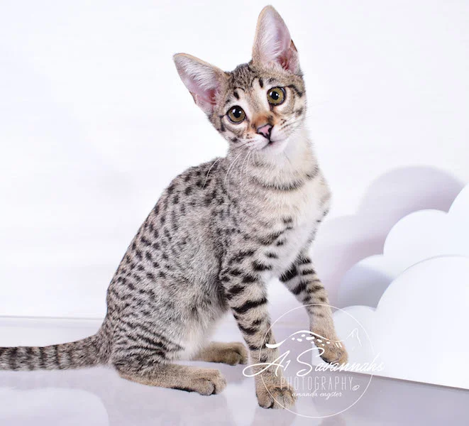 Dior - A1Savannahs F2 Savannah Female - Available Savannah Kittens and Cats