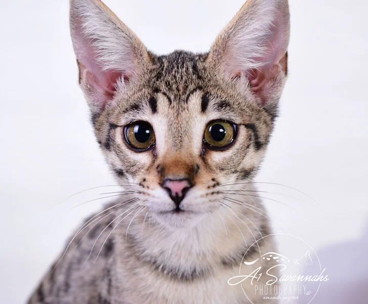 Dior - A1Savannahs F2 Savannah Female - Available Savannah Kittens and Cats