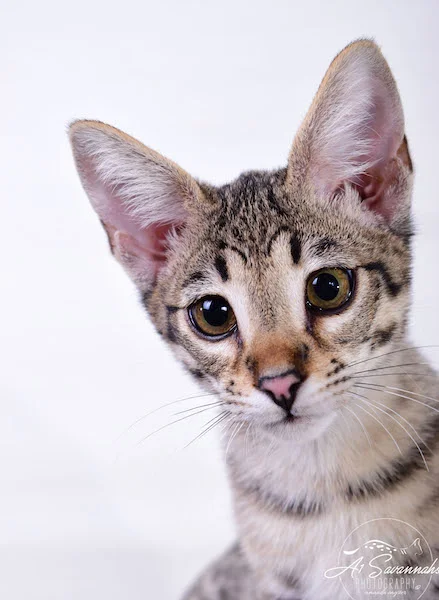 Dior - A1Savannahs F2 Savannah Female - Available Savannah Kittens and Cats