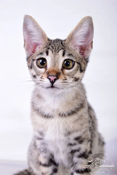 Dior - A1Savannahs F2 Savannah Female - Available Savannah Kittens and Cats