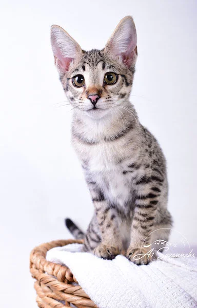 Dior - A1Savannahs F2 Savannah Female - Available Savannah Kittens and Cats