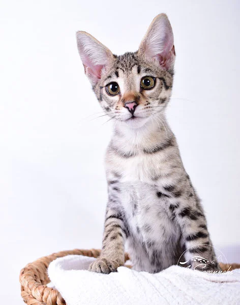 Dior - A1Savannahs F2 Savannah Female - Available Savannah Kittens and Cats