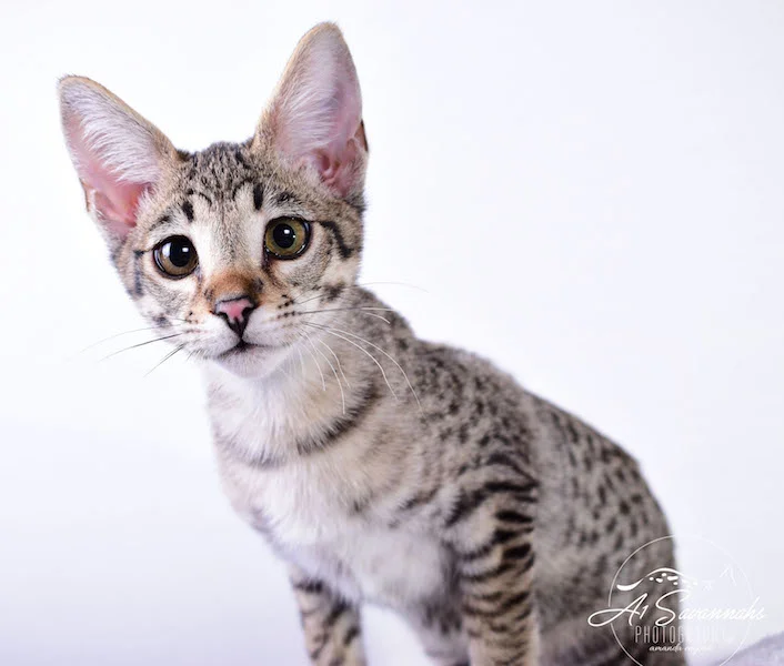 Dior - A1Savannahs F2 Savannah Female - Available Savannah Kittens and Cats