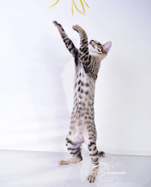 Dior - A1Savannahs F2 Savannah Female - Available Savannah Kittens and Cats