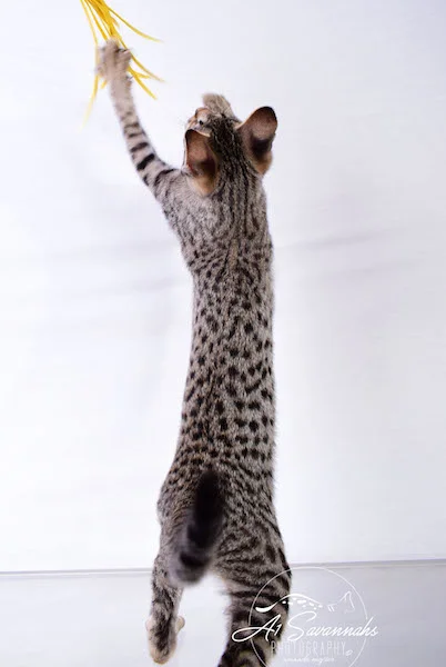 Dior - A1Savannahs F2 Savannah Female - Available Savannah Kittens and Cats