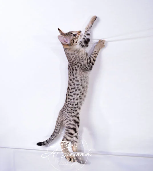 Dior - A1Savannahs F2 Savannah Female - Available Savannah Kittens and Cats