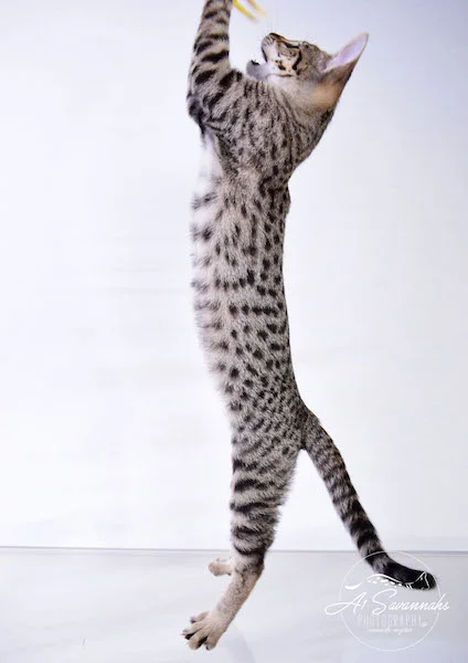 Dior - A1Savannahs F2 Savannah Female - Available Savannah Kittens and Cats