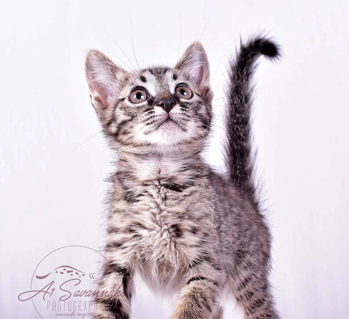 A1Savannahs Rosalie SBT Female Savannah Kitten