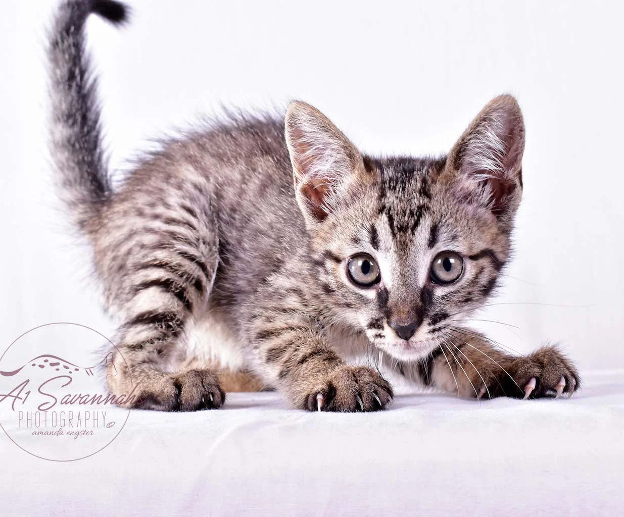 A1Savannahs Rosalie SBT Female Savannah Kitten