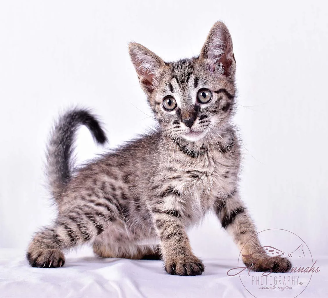 A1Savannahs Rosalie SBT Female Savannah Kitten