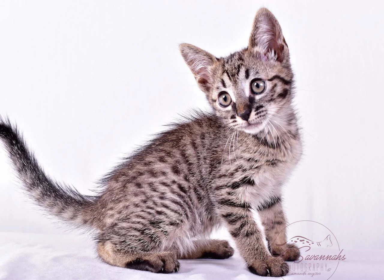 A1Savannahs Rosalie SBT Female Savannah Kitten