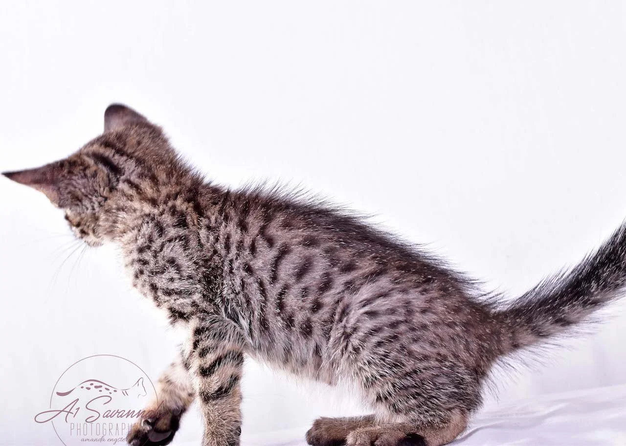 A1Savannahs Rosalie SBT Female Savannah Kitten
