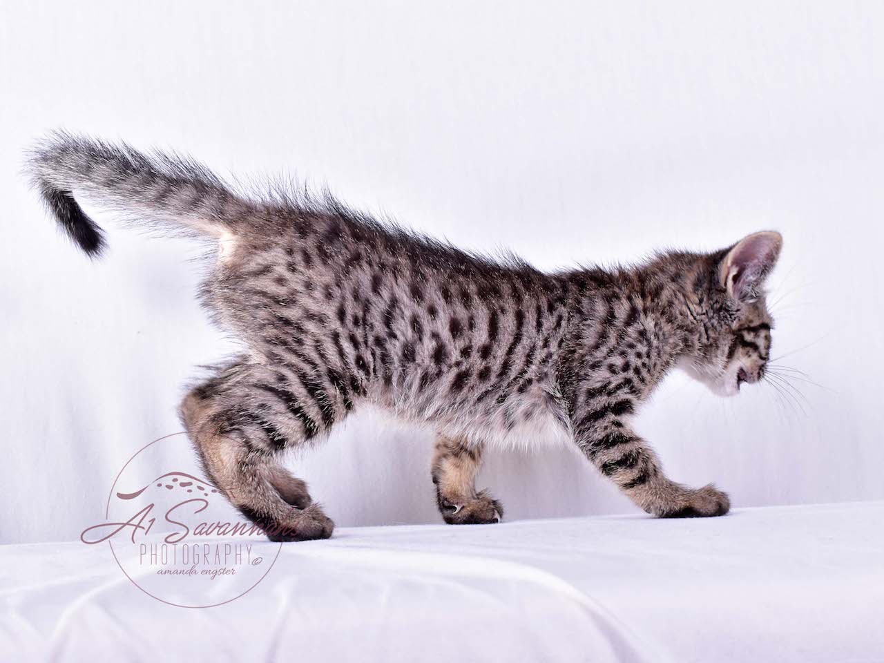 A1Savannahs Rosalie SBT Female Savannah Kitten