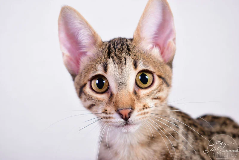 Copy of Carley- A1 Savannahs Female SBT Savannah Kitten - Savannah Cats and Kittens Available